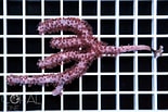 Image result for "plexaurella Nutans". Size: 155 x 103. Source: www.coral.zone