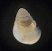 Limacina retroversa Anatomie に対する画像結果.サイズ: 104 x 103。ソース: kirstinmeyer.blogspot.com