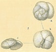 Image result for "globorotalia Scitula". Size: 112 x 103. Source: www.marinespecies.org