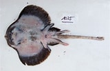 Image result for Neoraja caerulea Anatomie. Size: 160 x 103. Source: shark-references.com