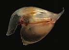 Image result for "cavolinia gibbosa Gibbosa". Size: 143 x 103. Source: www.idscaro.net