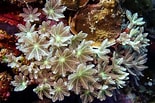 Image result for Alcyonacea. Size: 155 x 103. Source: newatlas.com