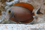 Image result for "ormosella Acanthurus". Size: 155 x 103. Source: www.masterfisch.eu