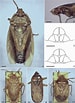 "paraspadella Schizoptera" ਲਈ ਪ੍ਰਤੀਬਿੰਬ ਨਤੀਜਾ. ਆਕਾਰ: 75 x 103. ਸਰੋਤ: www.researchgate.net