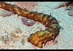 Image result for "holothuria Thomasi". Size: 146 x 103. Source: www.youtube.com