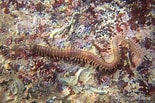 Image result for "nereis Pelagica". Size: 155 x 103. Source: mer-littoral.org
