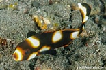 Image result for Plectorhinchus vittatus. Size: 155 x 103. Source: reeflifesurvey.com