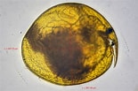 Image result for Pseudochydorus globosus. Size: 155 x 103. Source: www.shetlandlochs.com