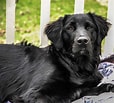 Image result for Flat Coated Retriever. Size: 114 x 103. Source: www.101dogbreeds.com