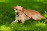 Bilderesultat for Labrador Retriever informacje. Størrelse: 157 x 103. Kilde: pies-rasy-psow-imiona-wychowanie.blogspot.com