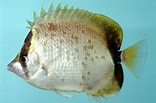 Image result for Chaetodon ocellatus Rijk. Size: 156 x 103. Source: ncfishes.com