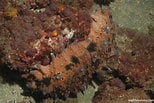 Image result for Stichopus horrens Dieet. Size: 154 x 103. Source: reeflifesurvey.com