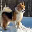 Image result for Islandsk fårehund. Size: 103 x 103. Source: www.pinterest.ca