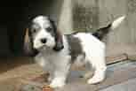 Billedresultat for Petit Basset Griffon Vendeen Puppies. størrelse: 153 x 103. Kilde: www.101dogbreeds.com