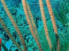 Image result for "plexaurella Nutans". Size: 138 x 103. Source: coralpedia.bio.warwick.ac.uk