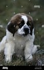 Bilderesultat for Bernhard dog. Størrelse: 65 x 103. Kilde: www.alamy.com
