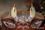 Image result for Ocypode Animal. Size: 154 x 103. Source: www.pinterest.com