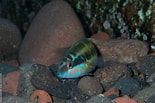 Image result for "thalassoma Pavo". Size: 155 x 103. Source: www.seanature.co.uk