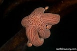 Image result for Stichasteridae Anatomie. Size: 154 x 103. Source: reeflifesurvey.com