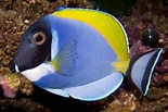 Image result for Tang Fish Species. Size: 155 x 103. Source: petkeen.com