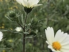 Image result for "conchoecia Glandulosa". Size: 137 x 103. Source: www.calflora.org
