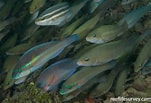 Image result for Scarus iseri Geslacht. Size: 151 x 103. Source: reeflifesurvey.com