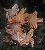 Image result for Stichasteridae Anatomie. Size: 92 x 103. Source: alchetron.com