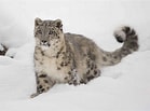 Résultat d’image pour Snow Leopards. Taille: 139 x 103. Source: www.treehugger.com