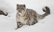 Snow Leopard के लिए छवि परिणाम. आकार: 174 x 103. स्रोत: www.treehugger.com