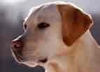 Image result for Labrador Retriever Dyrepleie. Size: 143 x 103. Source: labradores.org