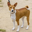 Image result for Basenji Hund. Size: 103 x 103. Source: www.dog-breeds.net