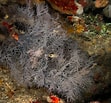 Image result for Antipathes arborea. Size: 111 x 103. Source: scuba.spanglers.com