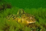 Image result for Fourhorn Sculpin. Size: 155 x 103. Source: www.flickr.com