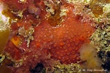 Image result for "phorbas Fictitius". Size: 155 x 103. Source: mer-littoral.org