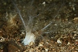 Image result for "thyonidium Drummondii". Size: 155 x 103. Source: www.britishmarinelifepictures.co.uk