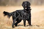 Image result for Flat Coated Retriever. Size: 154 x 103. Source: www.dailypaws.com
