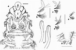 "spio Filicornis" కోసం చిత్ర ఫలితం. పరిమాణం: 157 x 103. మూలం: www.researchgate.net