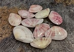 Image result for Tellina radiata. Size: 146 x 103. Source: www.seashellsupply.com