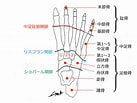 足関節 構成する骨 に対する画像結果.サイズ: 137 x 103。ソース: physiomed-japan.com