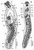 Image result for Stichasteridae Anatomie. Size: 71 x 103. Source: www.researchgate.net