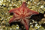 Image result for "porania Pulvillus". Size: 154 x 103. Source: www.mer-littoral.org