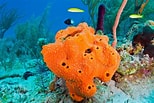 Image result for Sponges Invertebrates. Size: 154 x 103. Source: www.dkfindout.com
