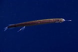 Image result for Stomiiformes. Size: 156 x 103. Source: fishesofaustralia.net.au