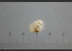 Limacina retroversa Anatomie に対する画像結果.サイズ: 144 x 103。ソース: www.aphotomarine.com