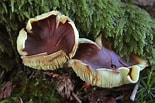 Image result for Botercollybia. Size: 155 x 103. Source: www.pbase.com