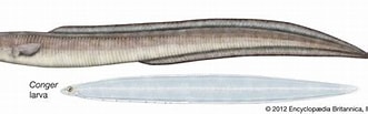 Image result for Conger myriaster eel. Size: 331 x 91. Source: www.britannica.com