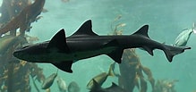 Image result for "triakis Megalopterus". Size: 219 x 103. Source: www.sharkacademy.com