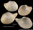 Afbeeldingsresultaten voor Cardiomya costellata Geslacht. Grootte: 112 x 103. Bron: naturalhistory.museumwales.ac.uk