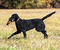 Image result for Curly-Coated Retriever. Size: 123 x 103. Source: animalia-life.club