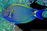 Image result for "ormosella Acanthurus". Size: 155 x 103. Source: reefapp.net